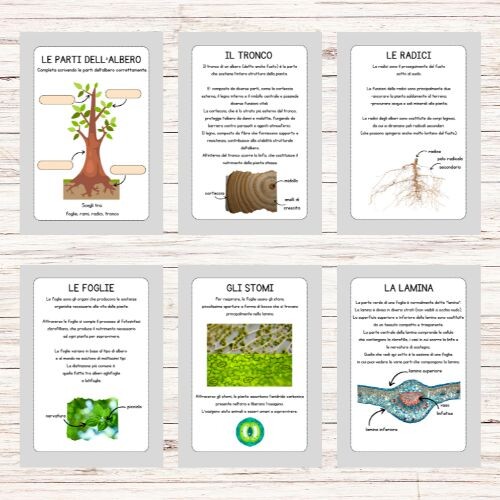 Schede didattiche sugli alberi