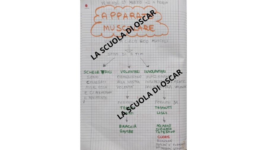 L'APPARATO MUSCOLARE - QUADERNO DI SCIENZE CL. 5^ -
