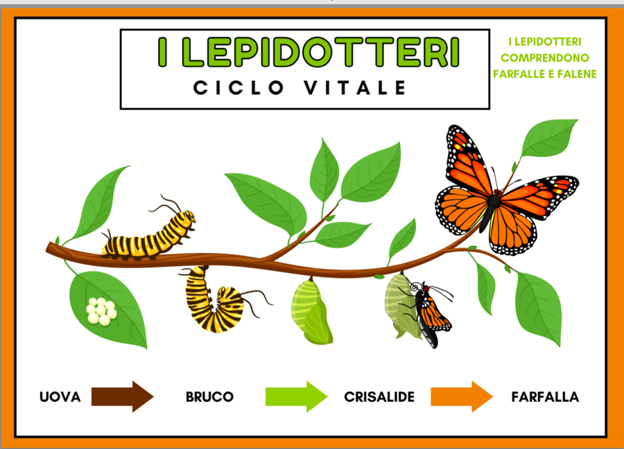 I lepidotteri: Ciclo vitale della farfalla