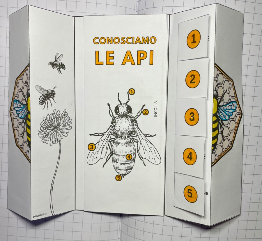 Conosciamo le api lapbook giornata delle api