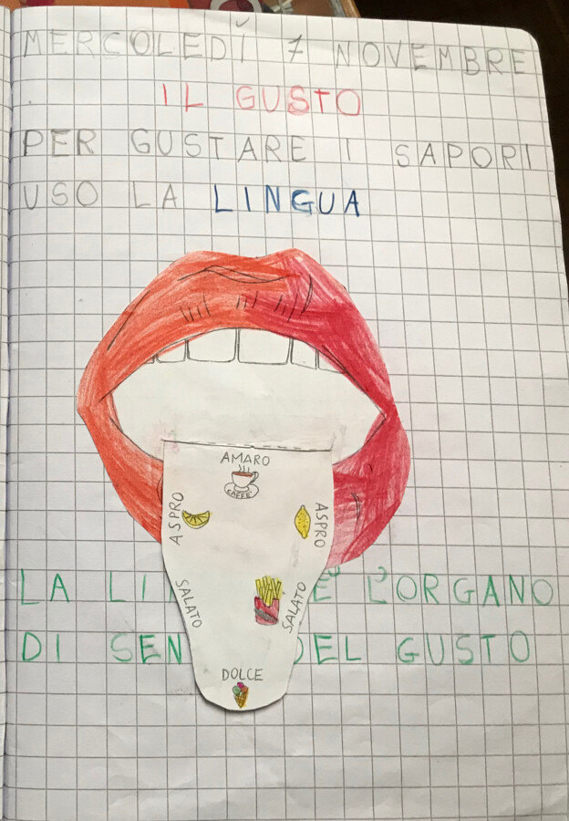 Scienze: il gusto, la lingua e i sapori (modellino da costruire)