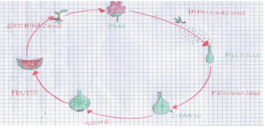 DAL FIORE AL FRUTTO, SCIENZE CLASSE SECONDA PRIMARIA