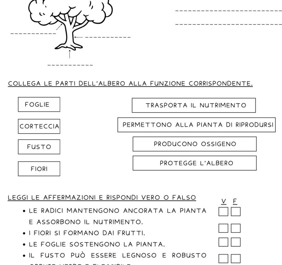 Le piante: l'albero e le sue parti