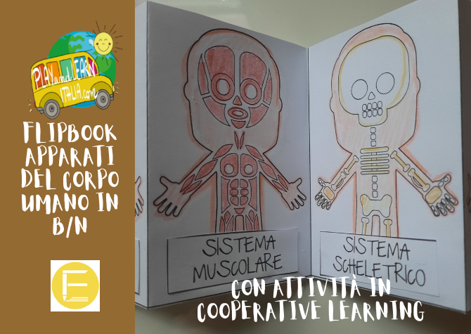 FLIPBOOK: GLI APPARATI DEL CORPO UMANO