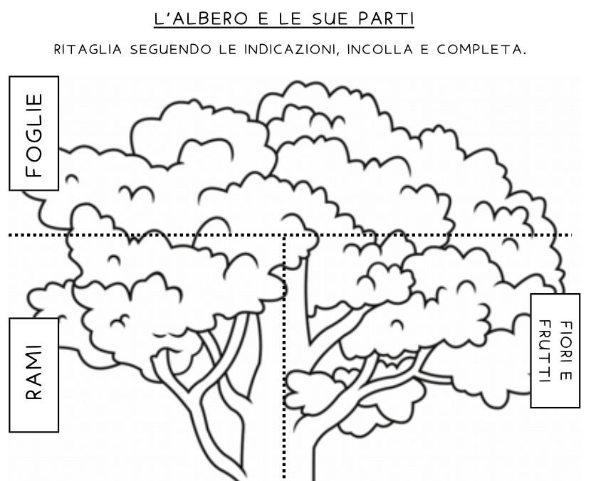 L'albero e le sue parti