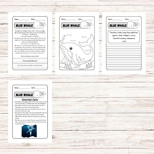 Lettura e comprensione in inglese sulle balene