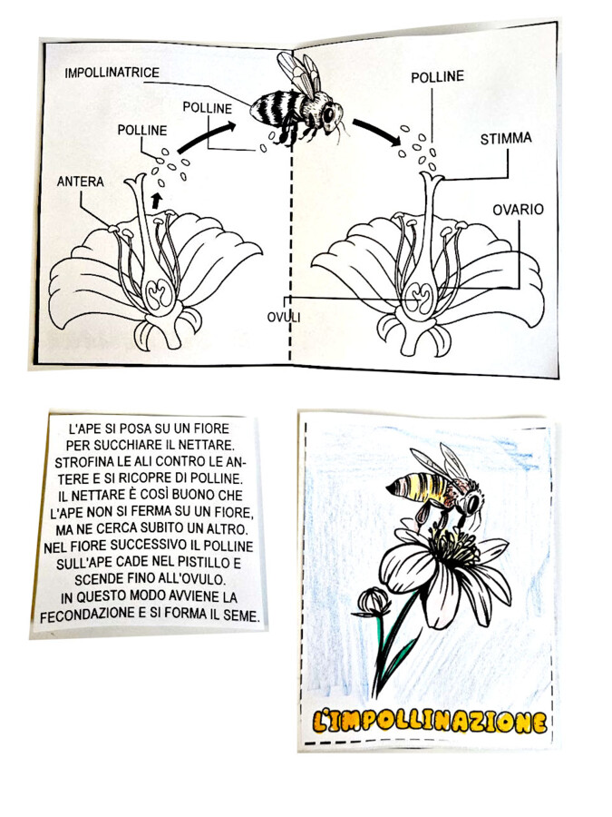 🌼🐝 Alla Scoperta delle Api - Lapbook