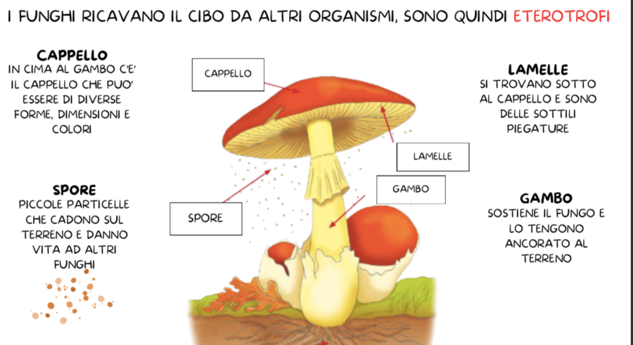 MONERE, PROTISTI E FUNGHI
