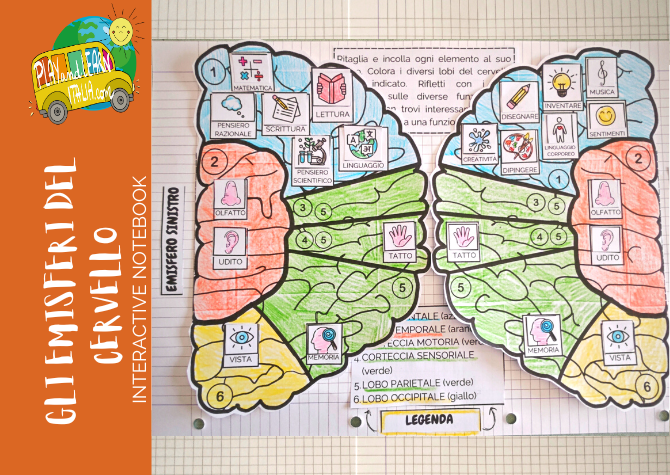 IL CERVELLO - INTERACTIVE NOTEBOOK