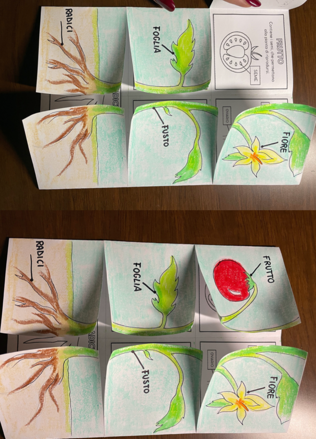 Lapbook LA PIANTA + fotosintesi clorofilliana Scienze