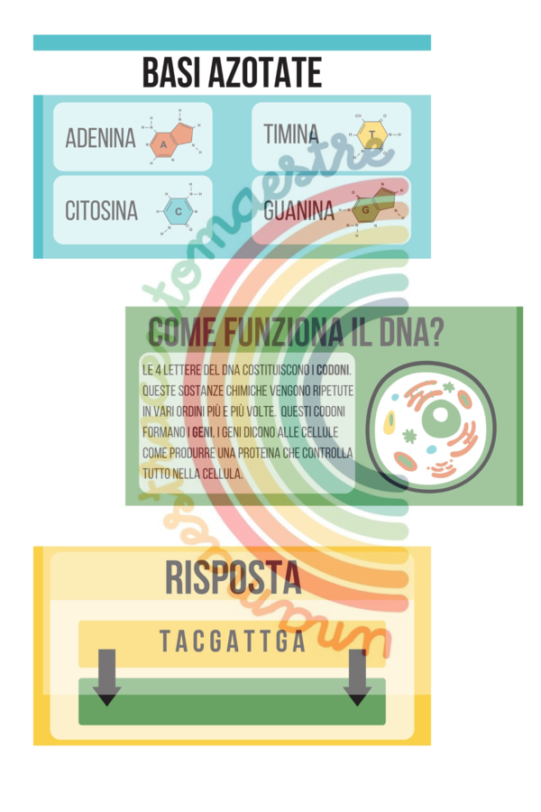 Estrazione del DNA di un kiwi e una banana