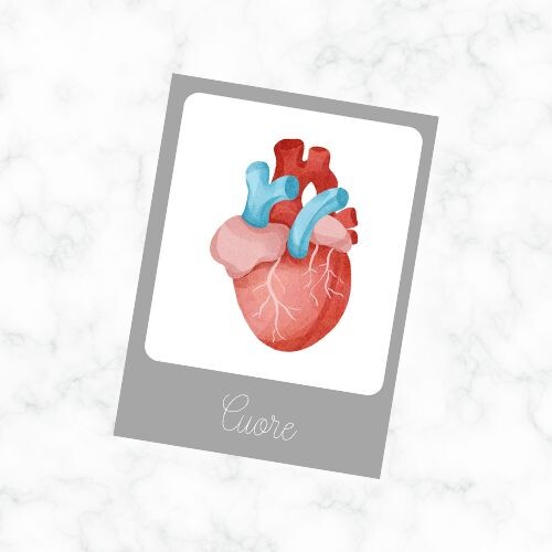 Flashcard parti del corpo