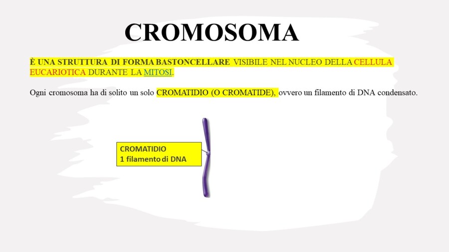 I cromosomi