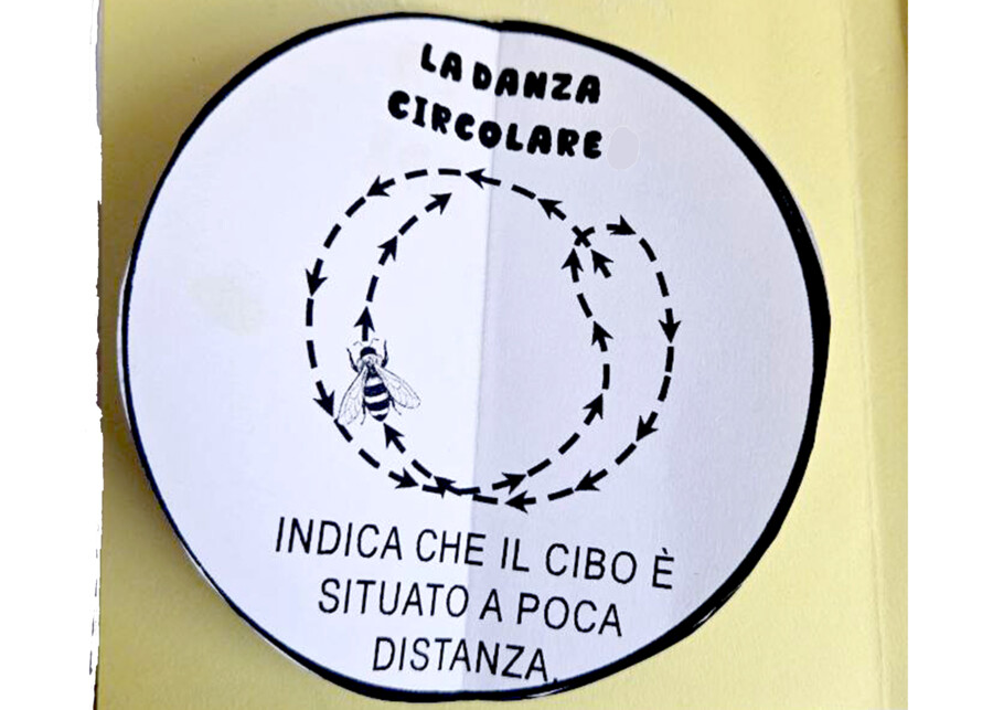 🌼🐝 Alla Scoperta delle Api - Lapbook