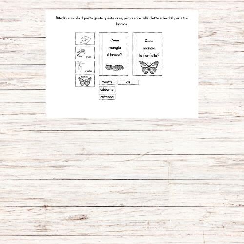 Lapbook da bruco a farfalla