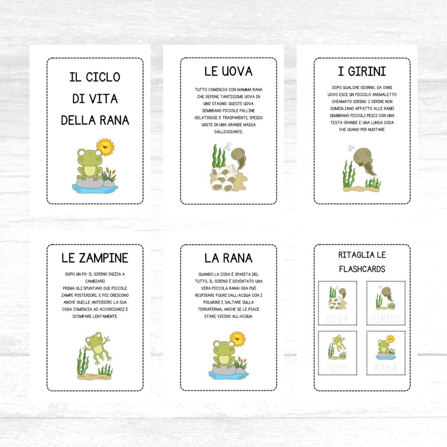Ciclo di vita della rana - schede didattiche