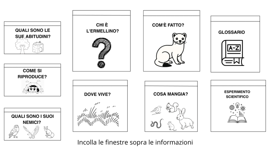 L'ERMELLINO. Il maestro del mimetismo.