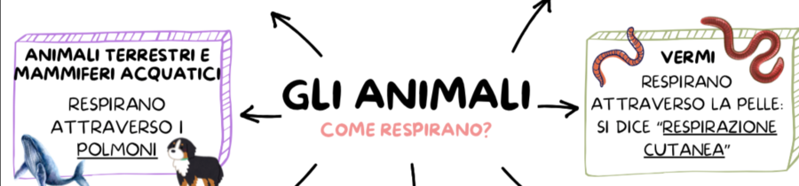 IL REGNO DEGLI ANIMALI