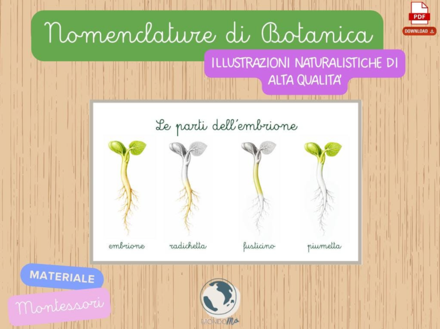 Botanica Montessori | 107 Nomenclature + 29 Cartelloni di Controllo PDF | Botany Nomenclature| pianta radici fusto foglia frutto semi