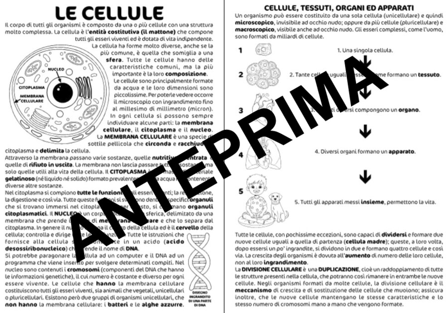 CELLULE, TESSUTI, ORGANI E APPARATI - SCIENZE DALLA CLASSE QUARTA - SCUOLA PRIMARIA.