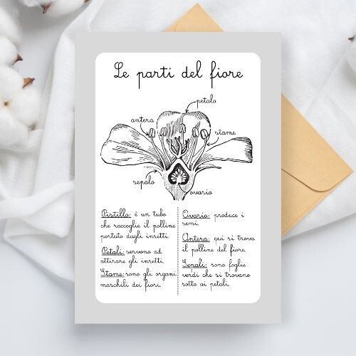Schede didattiche sui fiori