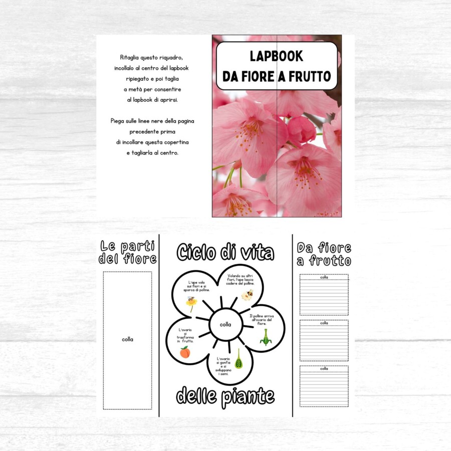 Lapbook da fiore a frutto