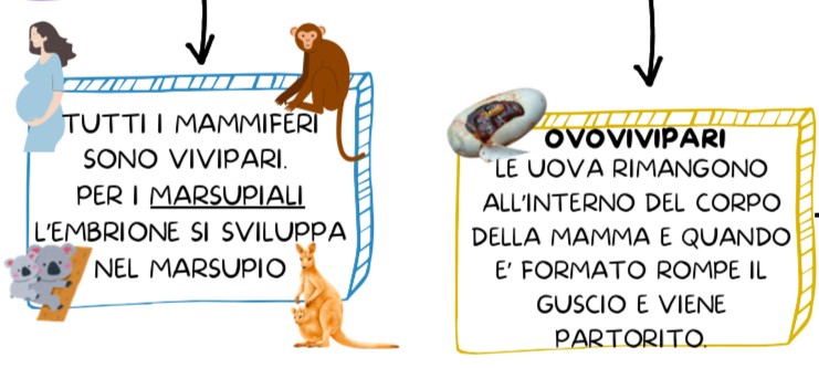 IL REGNO DEGLI ANIMALI