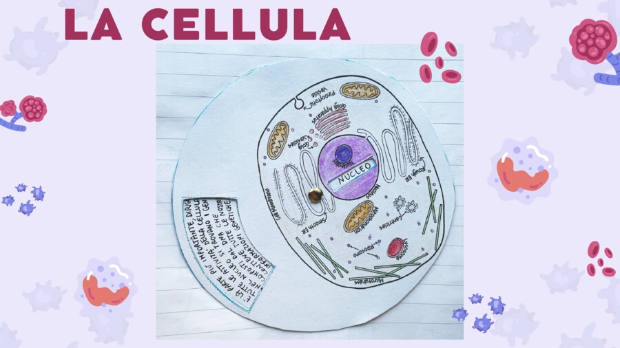 Le parti principali della cellula: ruota da costruire