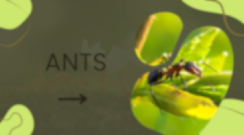 CLIL MINI MONDO - Bugs and friends