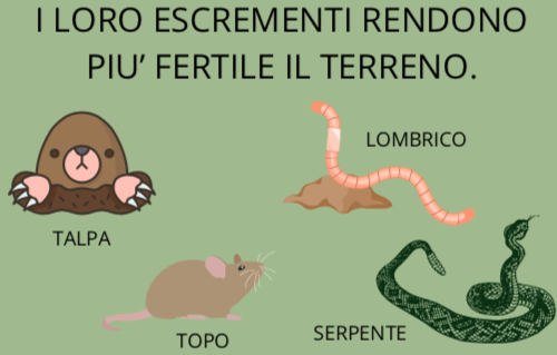 IL SUOLO - SCIENZE