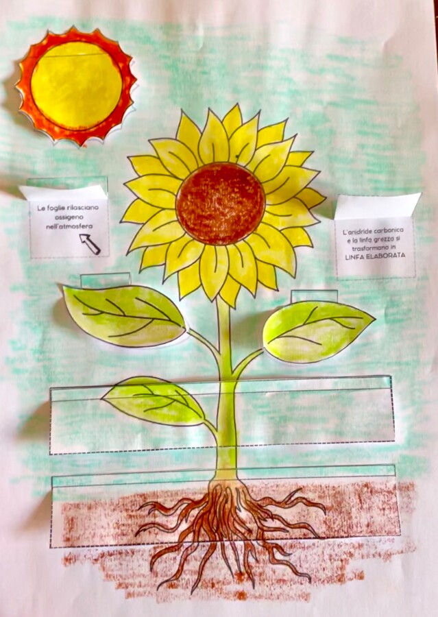 Lapbook LA PIANTA + fotosintesi clorofilliana Scienze