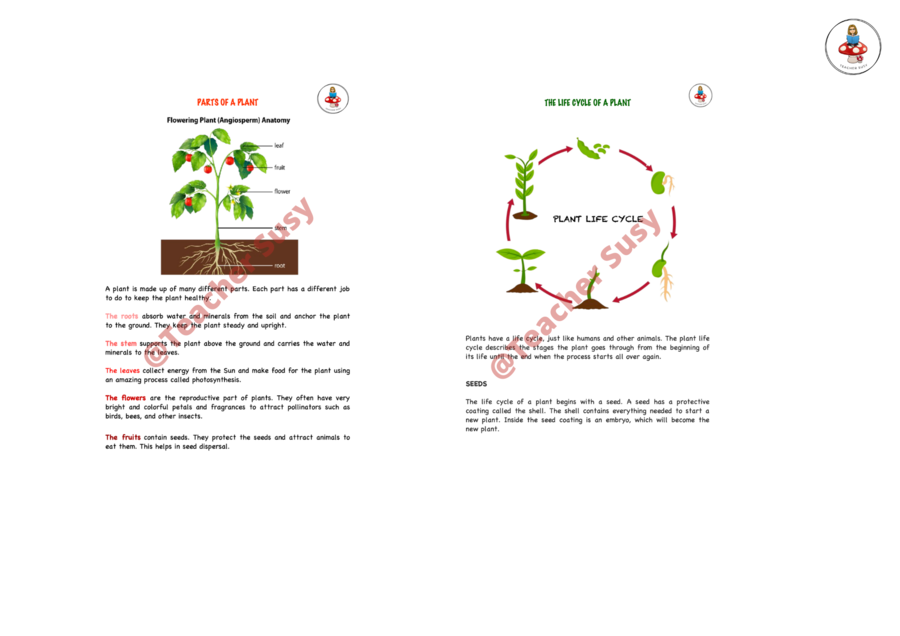 BUNDLE CLIL "From seed to plant"