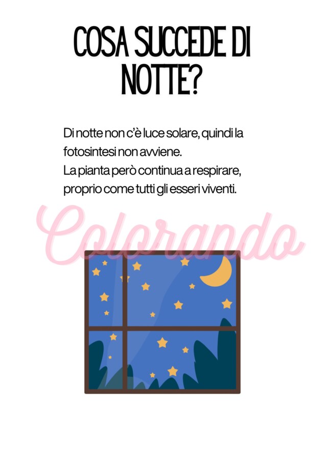 Alla scoperta delle piante – Schede didattiche sulla fotosintesi e la riproduzione vegetale per la scuola primaria terza e quarta