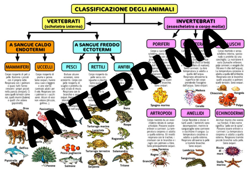 SCHEDA/MAPPA CLASSIFICAZIONE DEGLI ANIMALI PER LA CLASSE QUARTA - SCUOLA PRIMARIA
