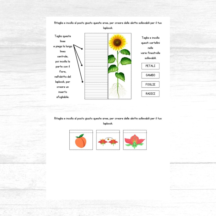 Lapbook da fiore a frutto
