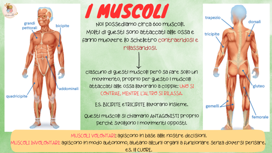 IL CORPO UMANO - Un viaggio dentro di noi!