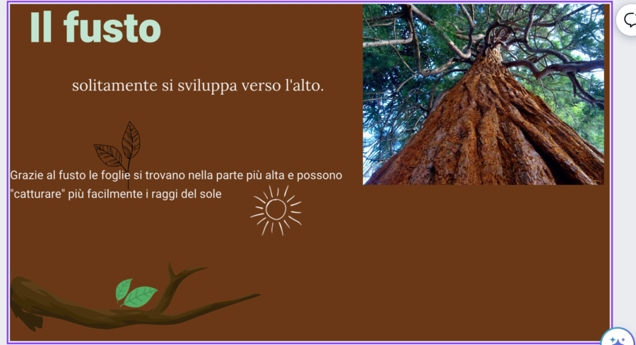 Gli esseri viventi: le piante