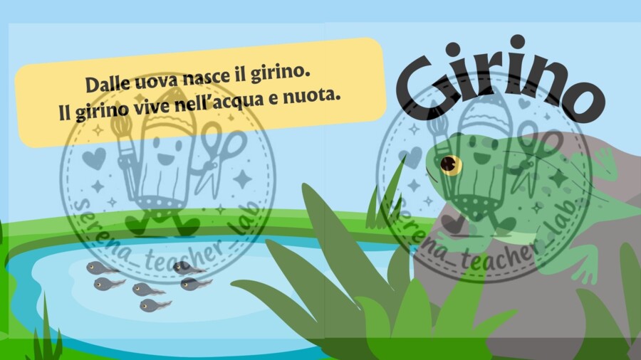 Il ciclo di vita della rana – Slide operative per la classe prima