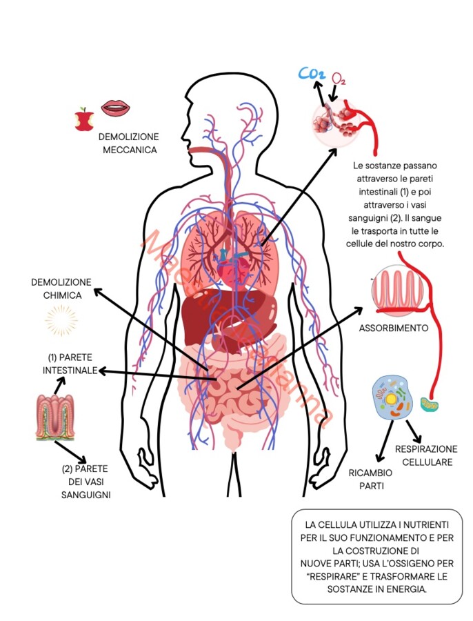 APPROCCIO SISTEMICO AGLI APPARATI DEL CORPO UMANO
