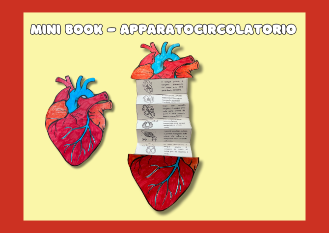 MiniBook: l'apparato circolatorio