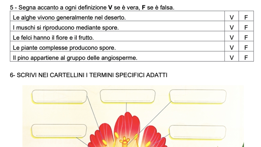 VERIFICA SCIENZE: LE PIANTE