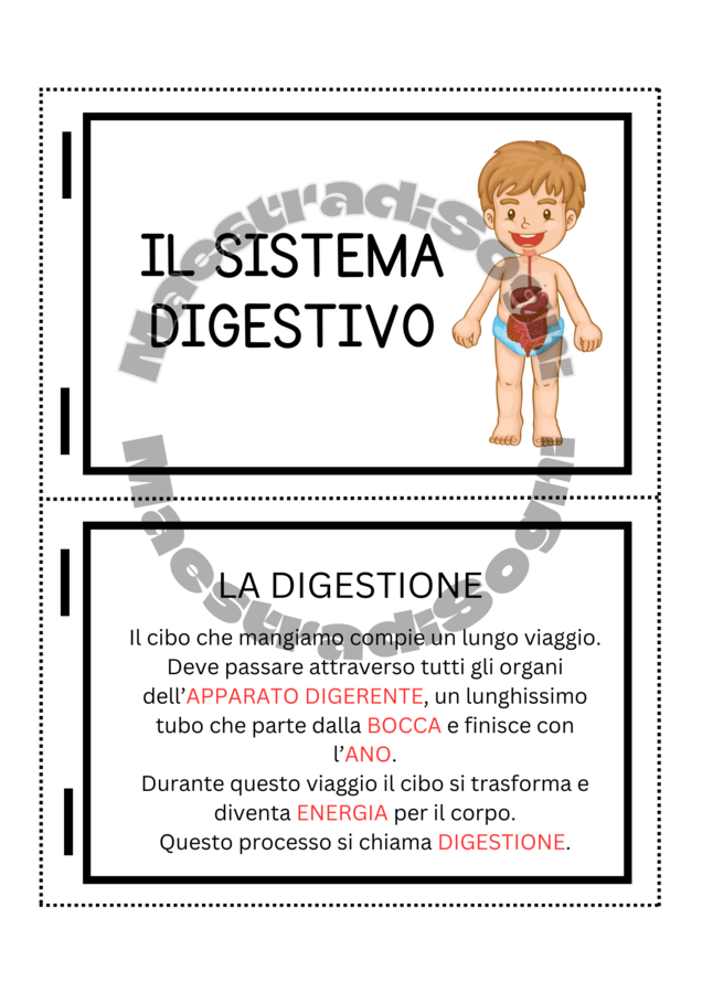 Il Sistema Digestivo - Flip Book