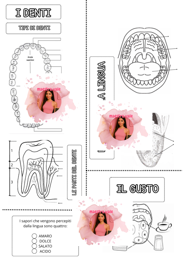 LAPBOOK DI SCIENZE - Apparato digerente: Bocca e Denti - 5° Primaria