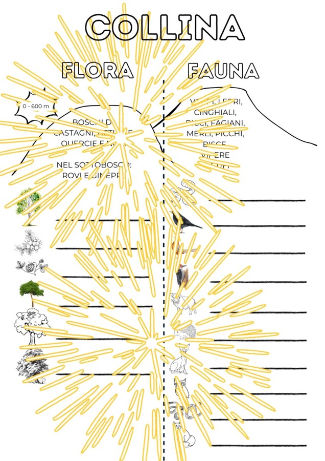 Flora e fauna della collina - geografia classe seconda