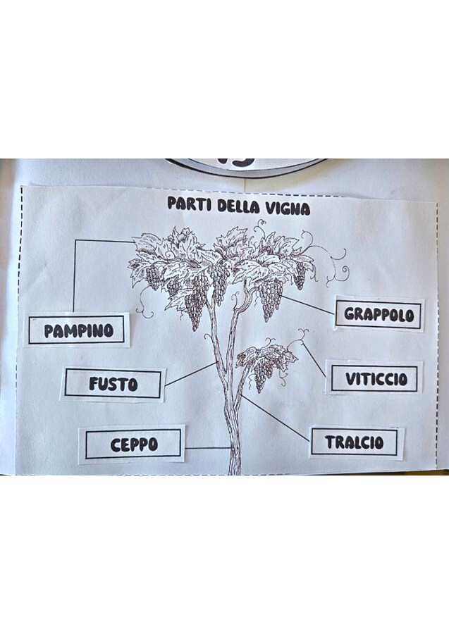 🍇 Lapbook dell’Uva