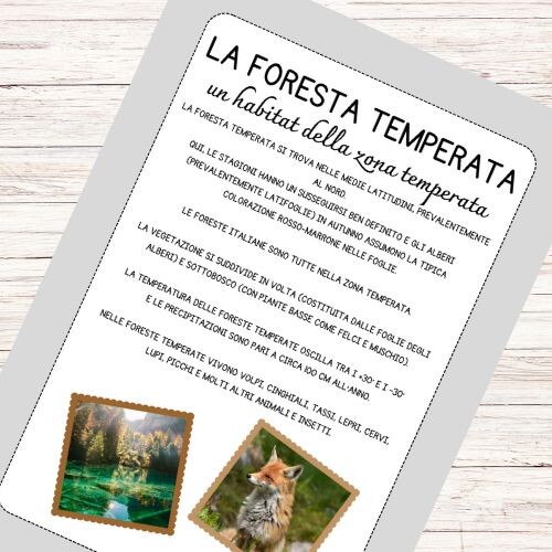 Schede didattiche sulla foresta temperata