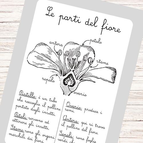 Schede didattiche sui fiori