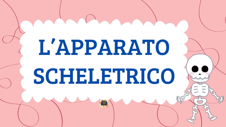 L'APPARATO SCHELETRICO - QUADERNO DI SCIENZE CL. 5^ -