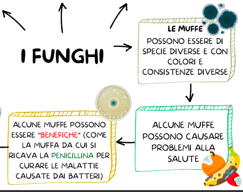 MONERE, PROTISTI E FUNGHI