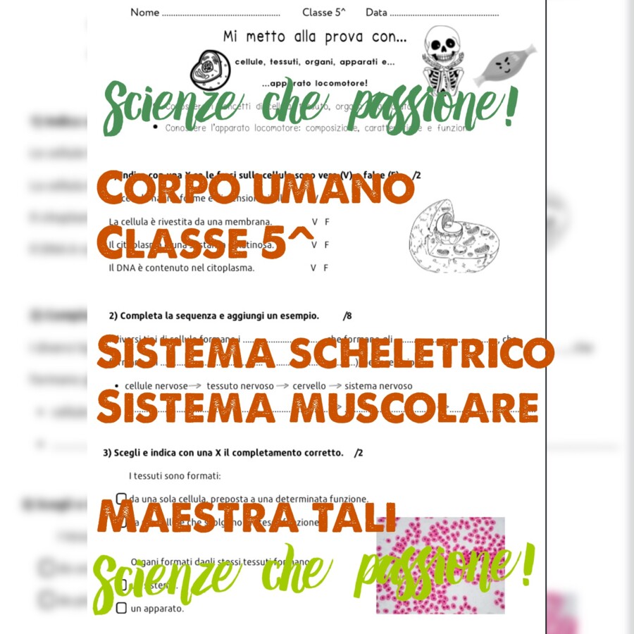 Verifica corpo umano e apparato locomotore